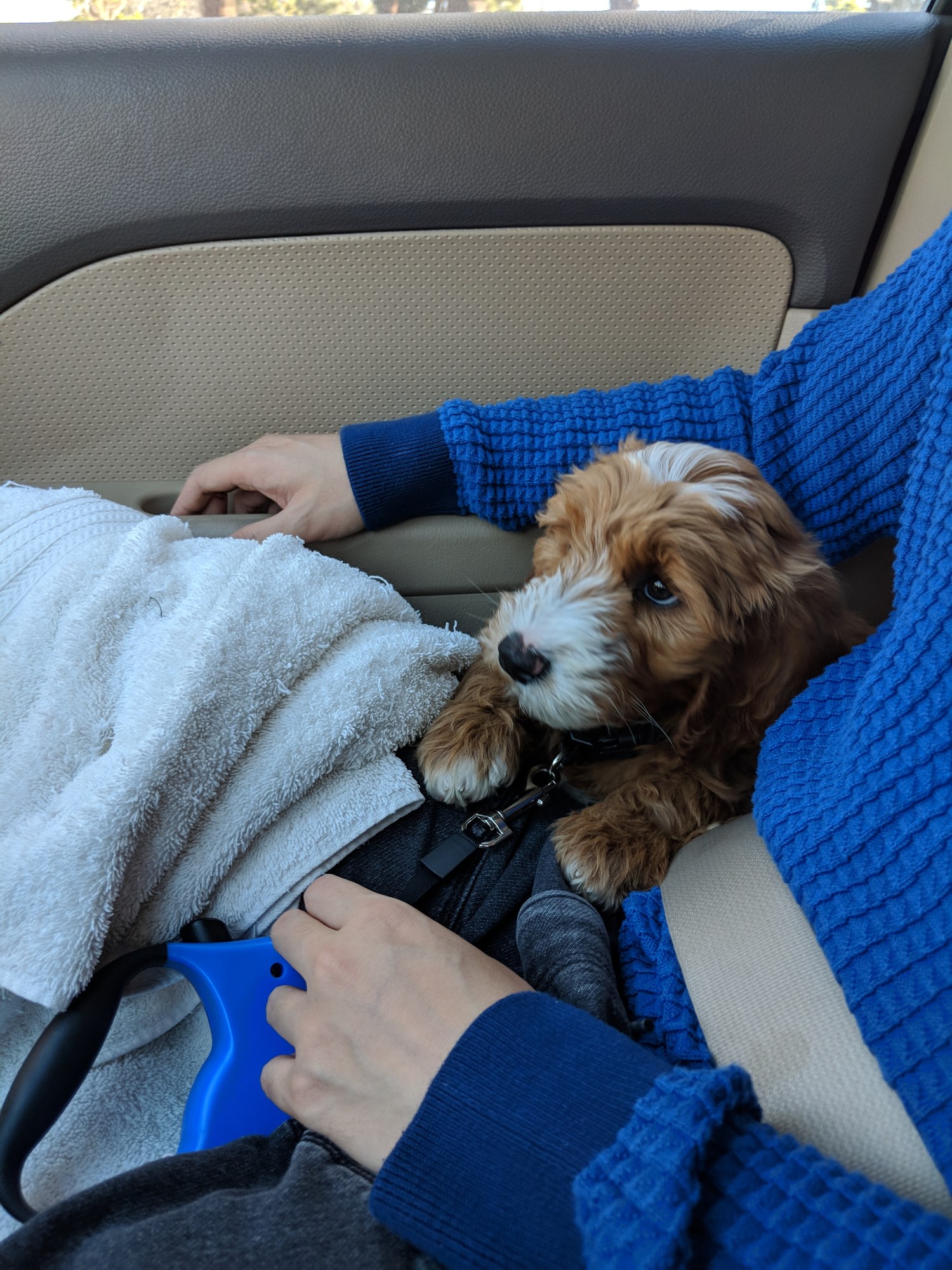 Peanut as a puppy curled against a passenger during the ride home.