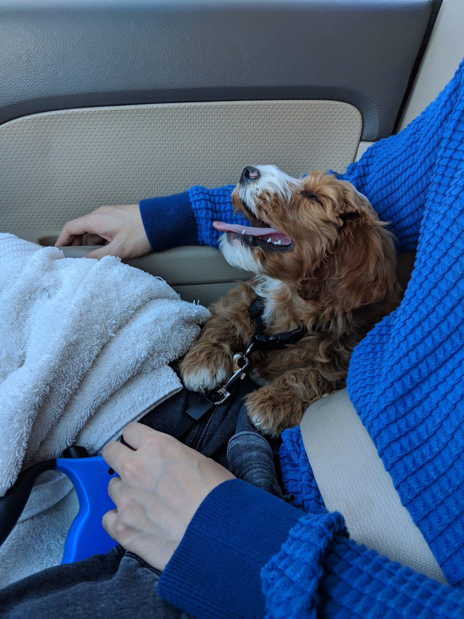 Peanut as a puppy sitting on a passenger's lap during the ride home.