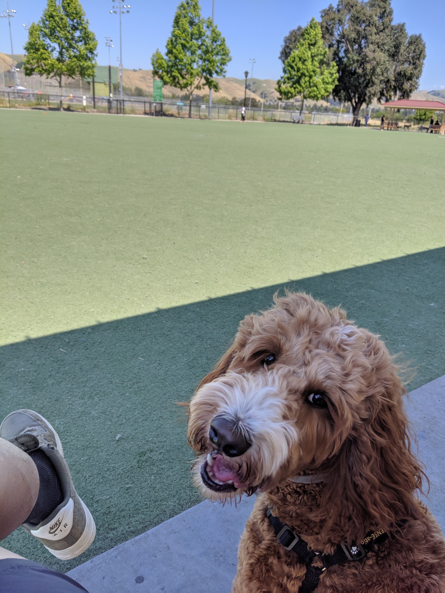 Peanut looking up beside a dog park field.