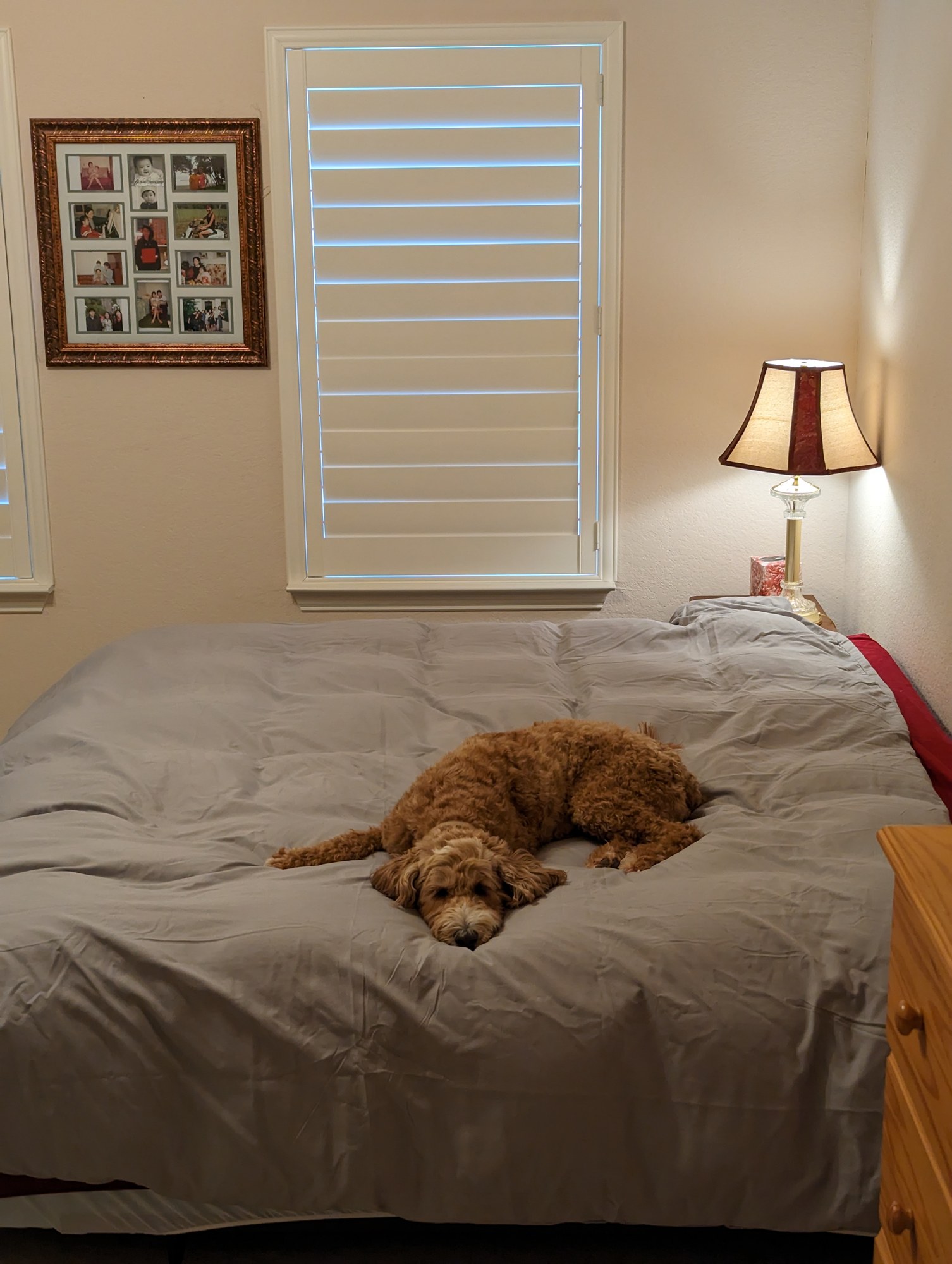 Peanut stretched out in the middle of a large bed.