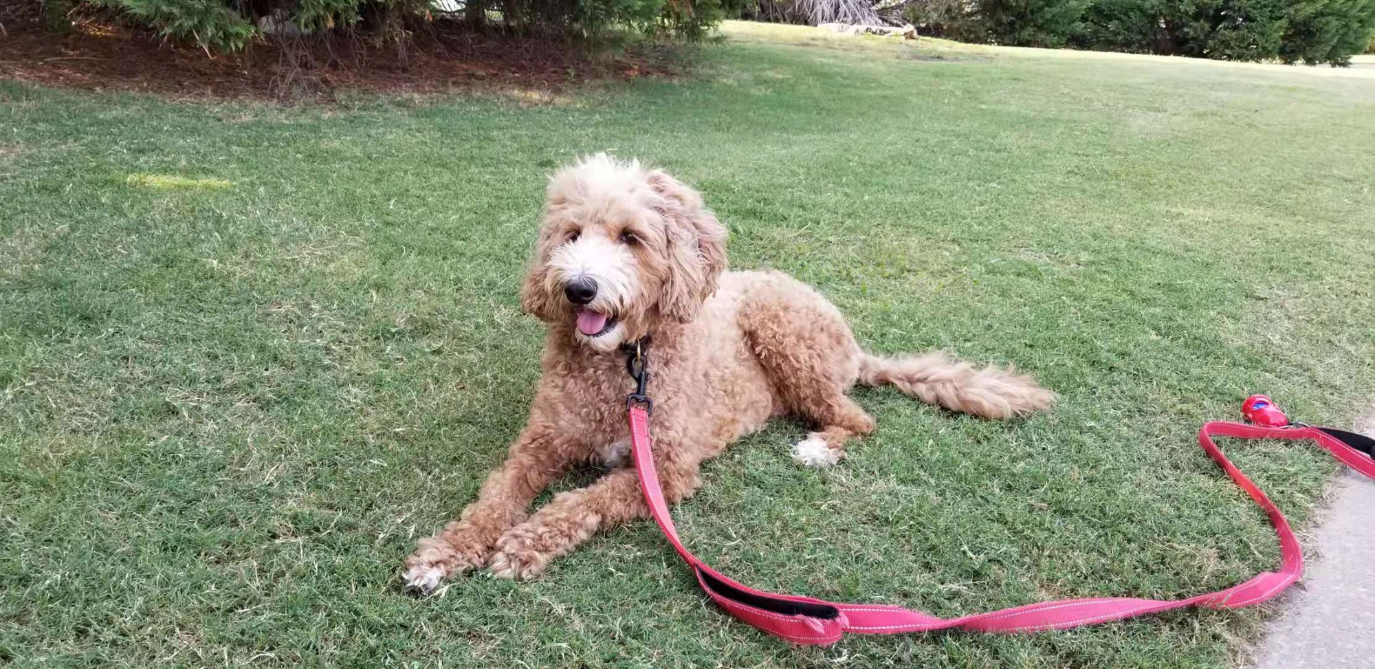 An older Peanut resting on the grass during a walk.