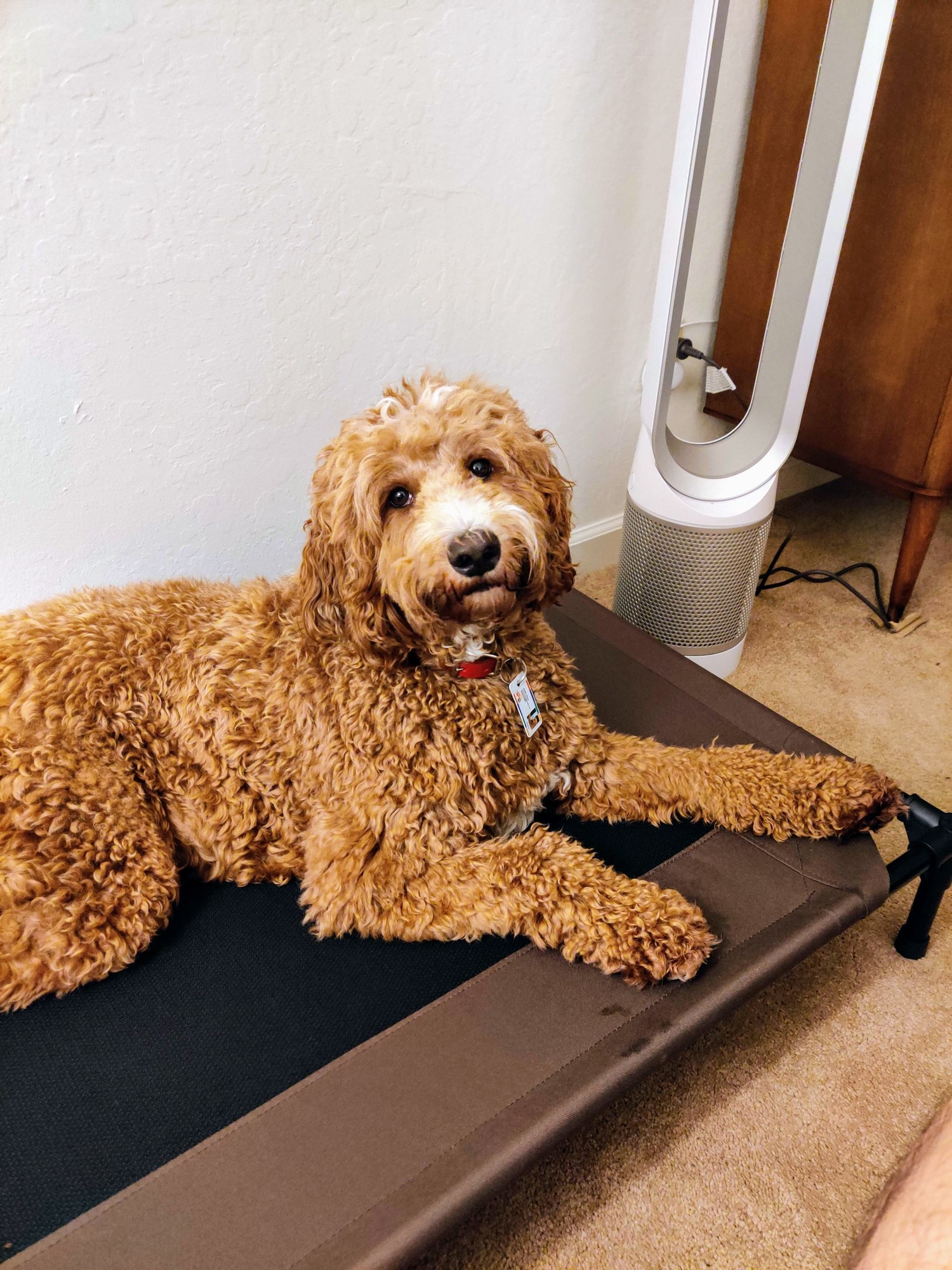 Peanut resting on her elevated bed and looking at the camera.