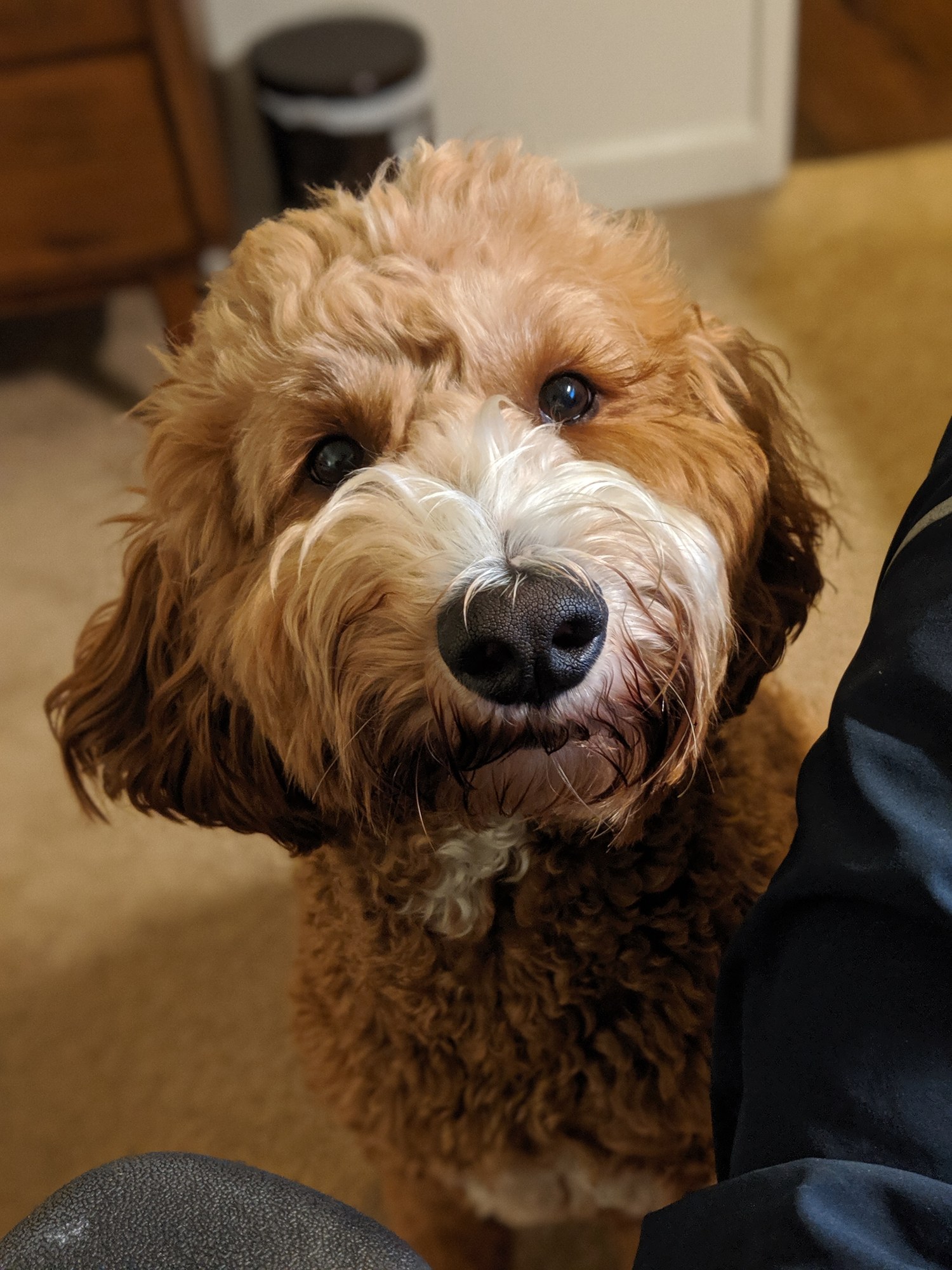 Peanut tilting her head and looking into the camera.