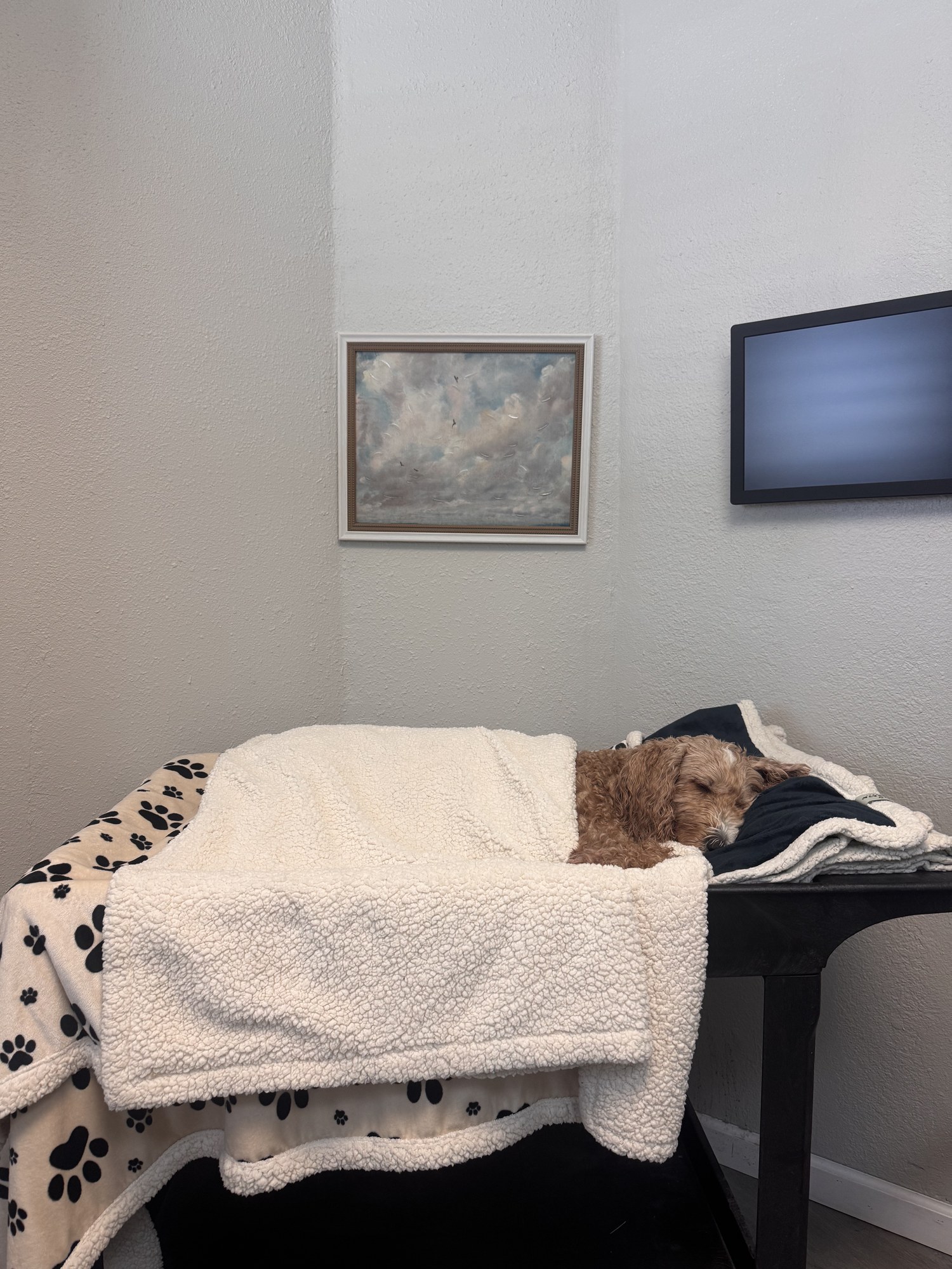 Peanut resting under blankets during our final goodbye.