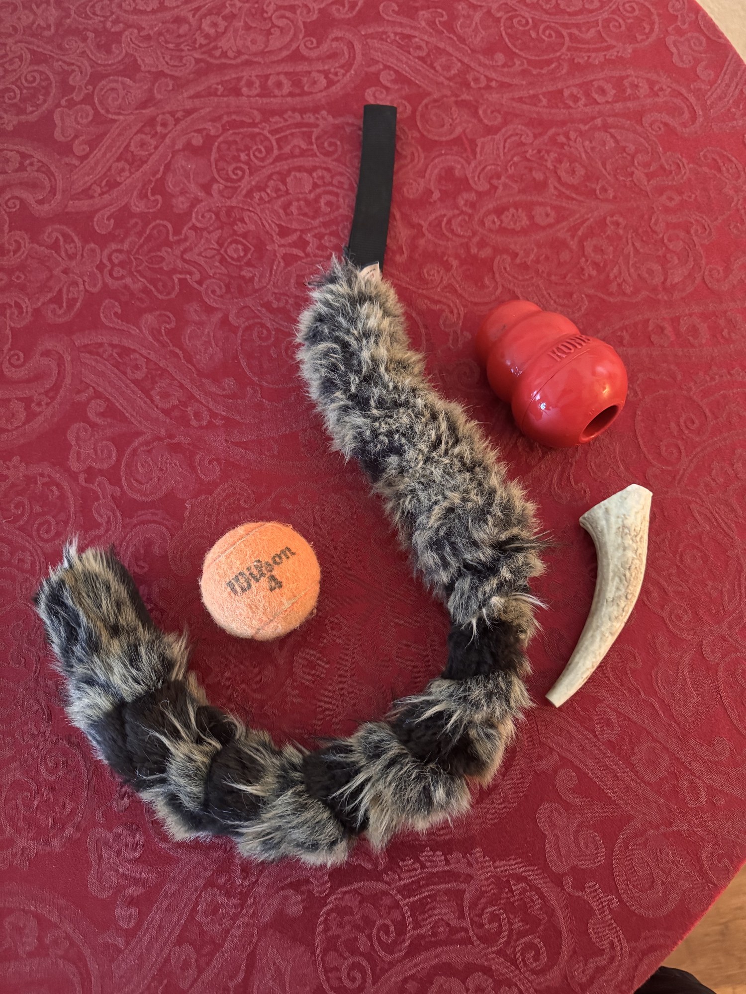 Peanut's favorite furry chase toy, tennis ball, Kong, and antler.
